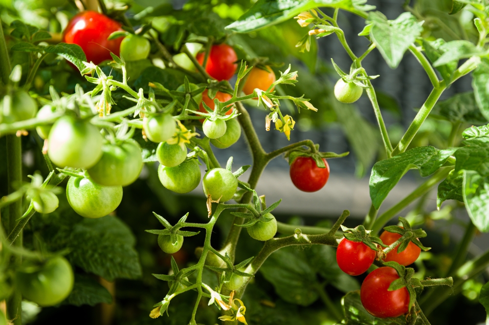 uzgoj cherry rajčica na balkonu marie claire hrvatska