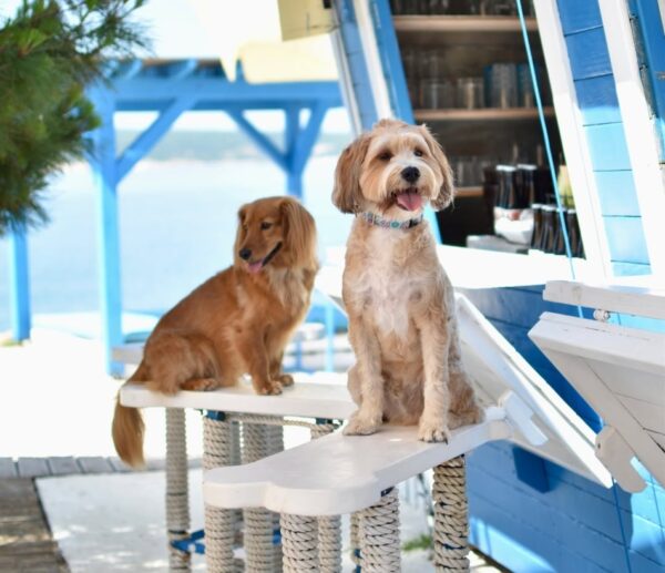 Plaža za pse, Marie Claire Hrvatska