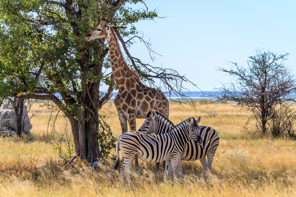 safari