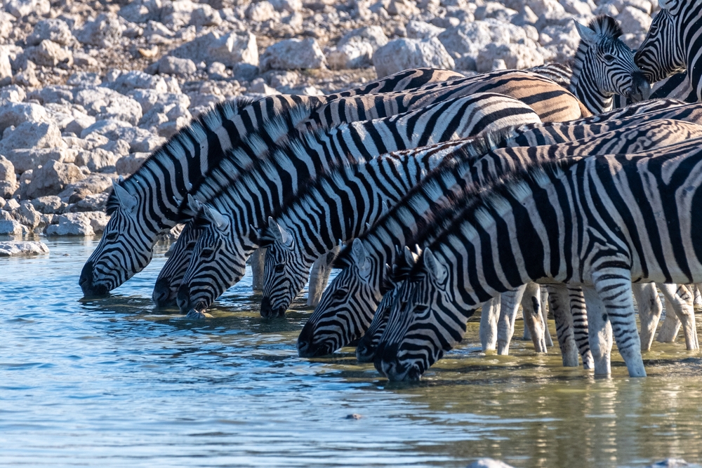 safari