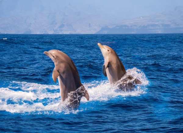 Slobodni dupini, Marie Claire Hrvatska