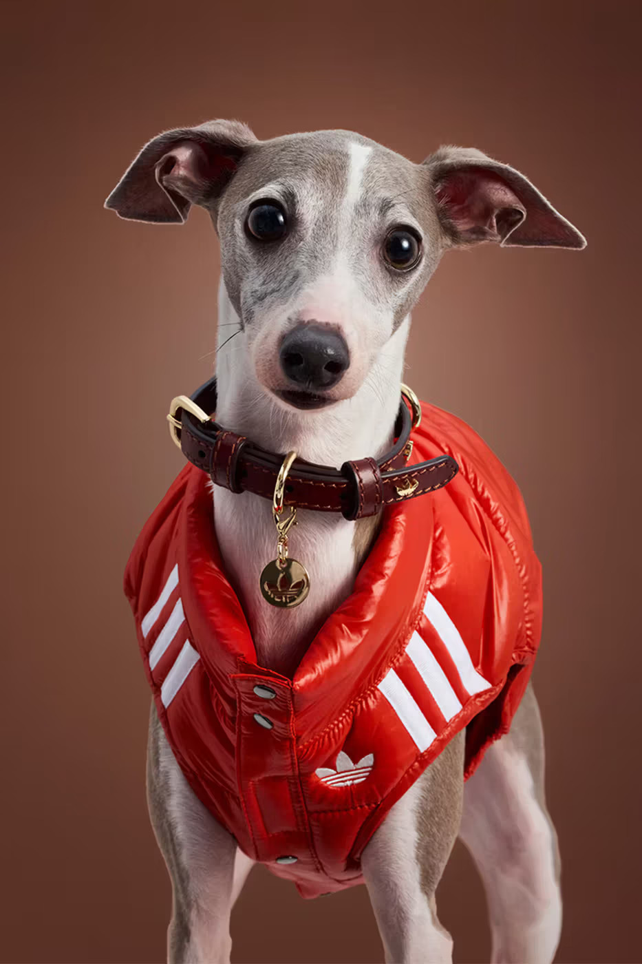 adidas kolekcija za ljubimce marie claire hrvatska