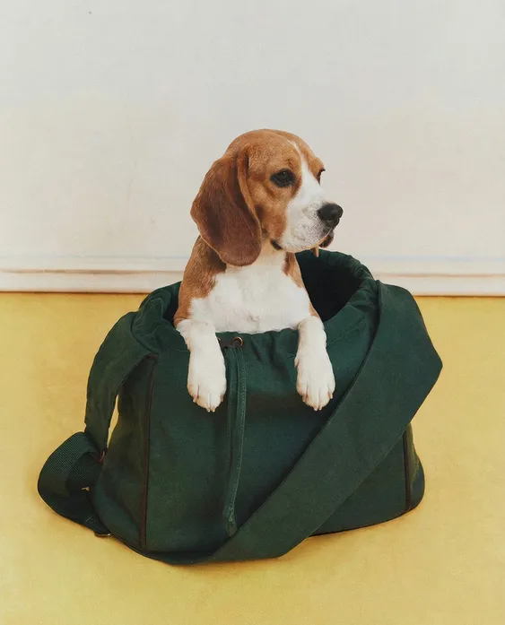 zara kolekcija za pse, Marie Claire Hrvatska