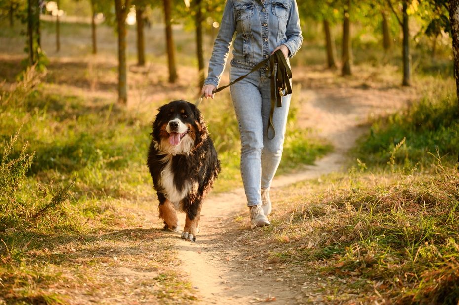 koliko bi pas trebao hodati marie claire croatia